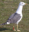 adult LBBG Dutch intergrade in September, ringed in the Netherlands. (85708 bytes)